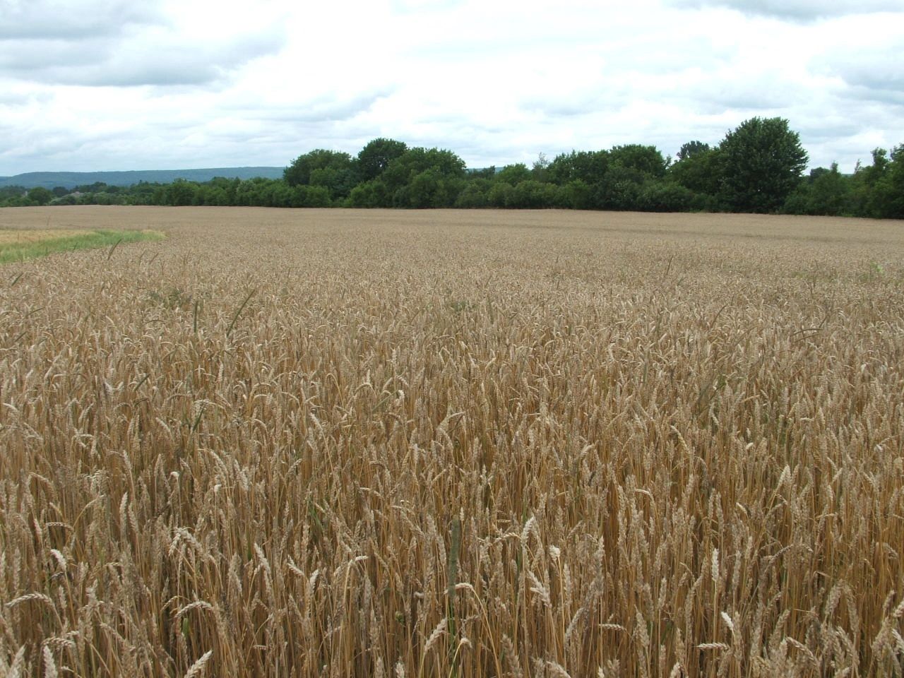 Agricultural field landscape